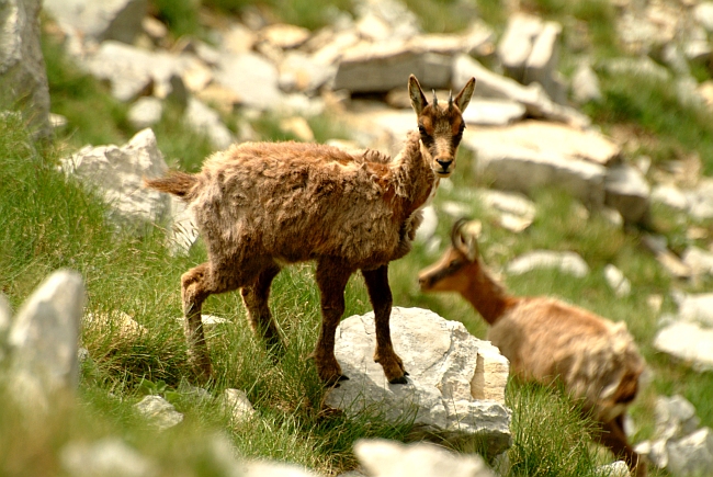 Camoscio d''Abruzzo Rupicapra pyrenaica ornata